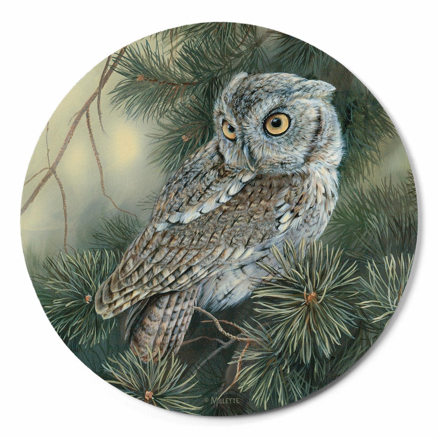 Screech Owl