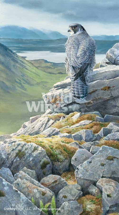 sky-kings-castle-peregrin-falcon-art-print-by-susan-bourdet-1085706032d_598c82f8-b238-432c-9fd1-a01915c68a56.jpg