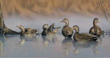 spring-mist-black-ducks-framed-limited-edition-canvas-scot-storm-F830800412.jpg