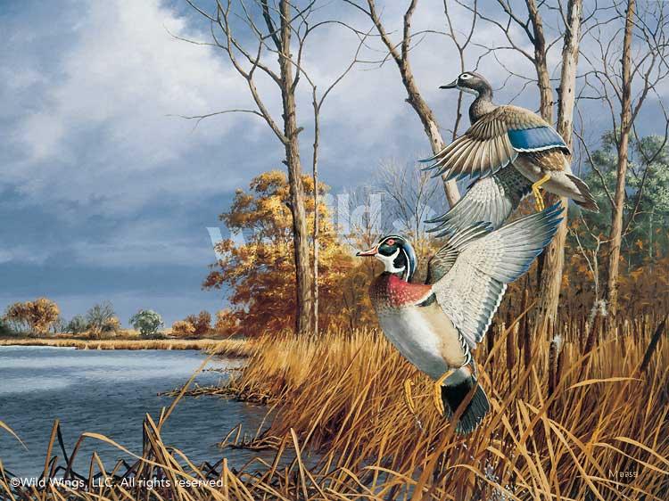 wood-ducks-art-print-flash-of-color-by-david-maass-1540875005d_3e7307ac-7bd4-4fc2-913d-ed7b598f102e.jpg