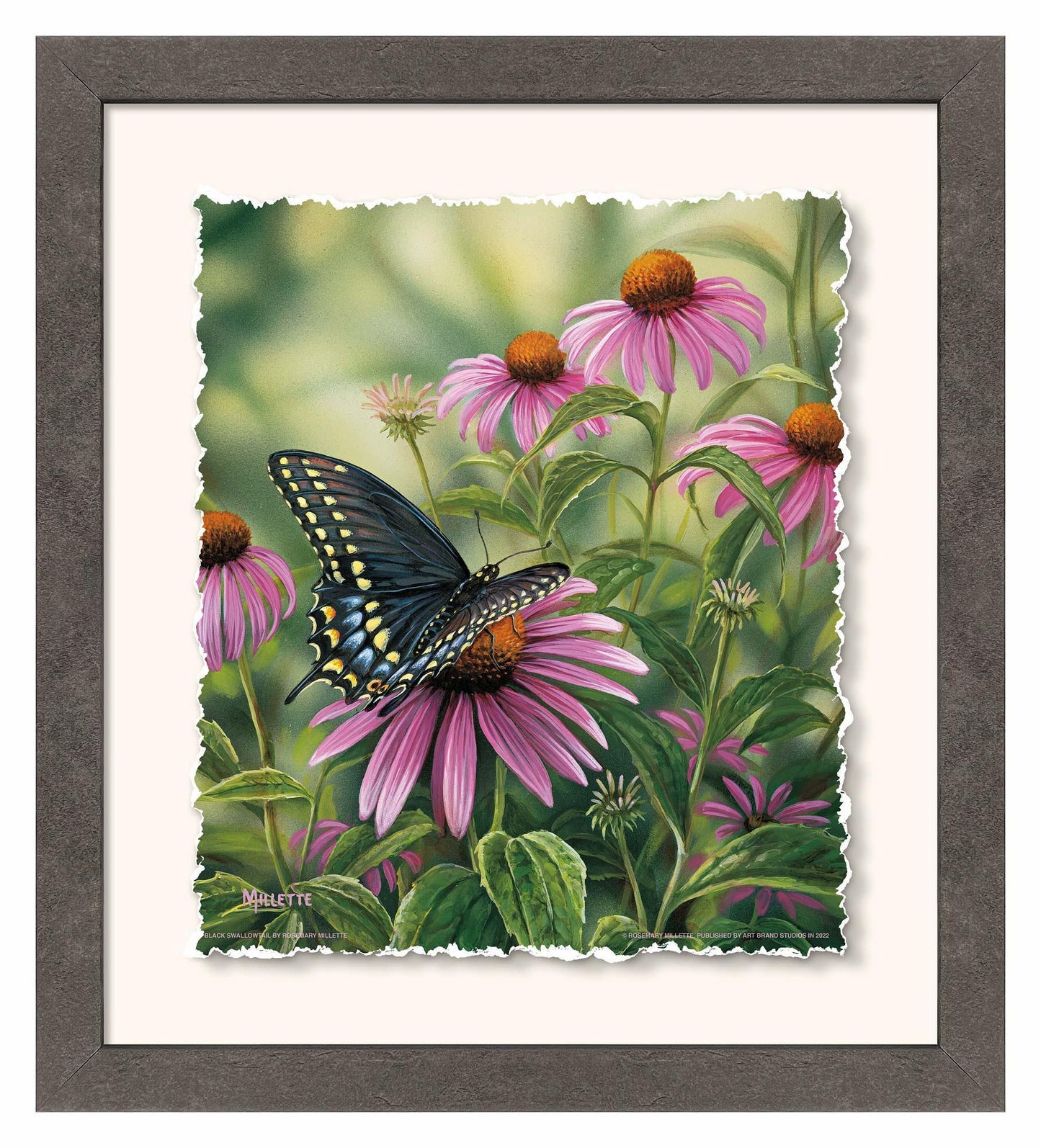 Black Swallowtail Butterfly