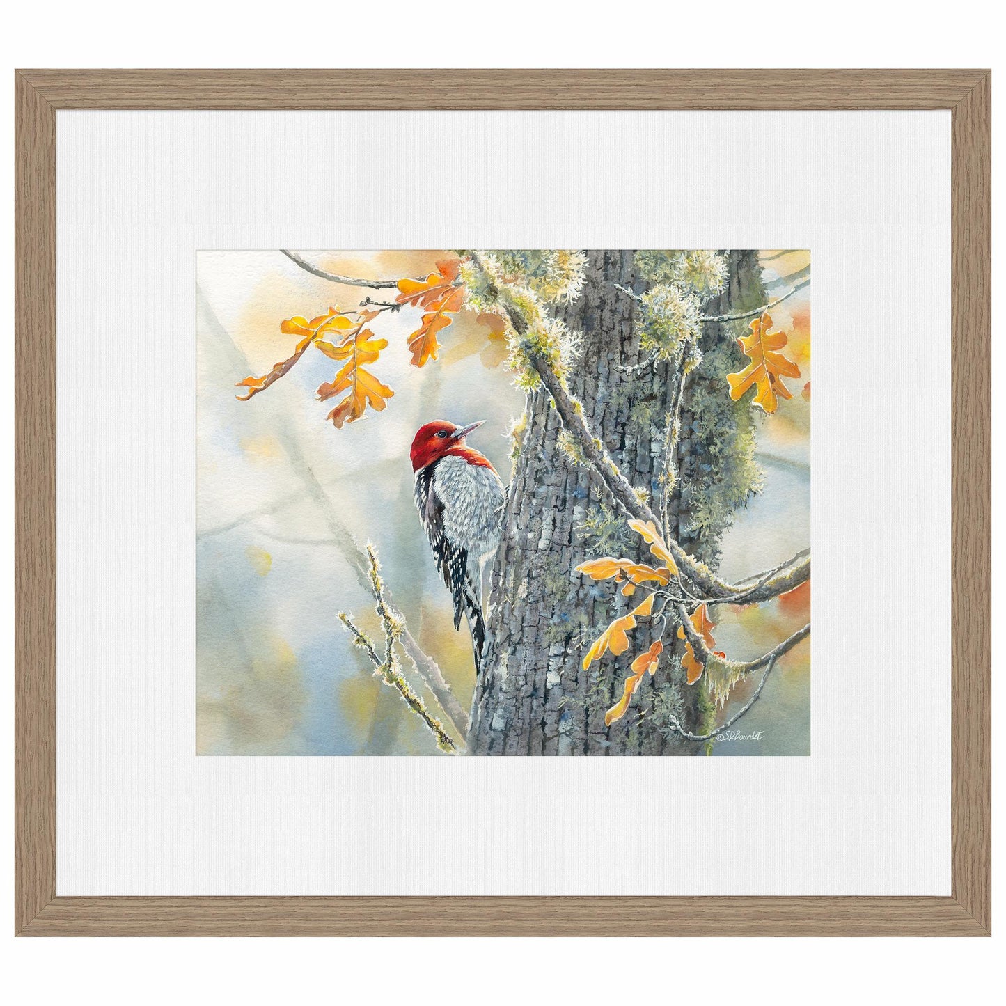 Autumn Sun - Red - Breasted Sapsucker