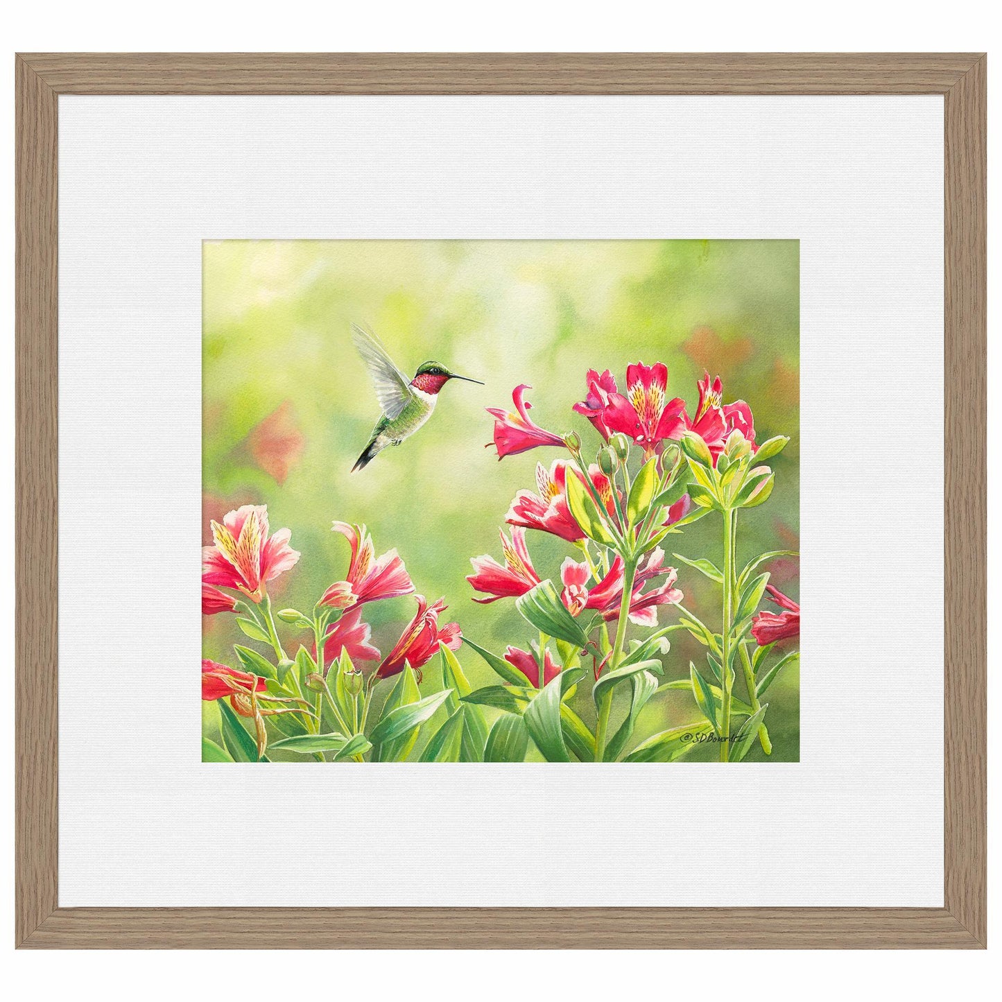 Ruby Throat & Freesias