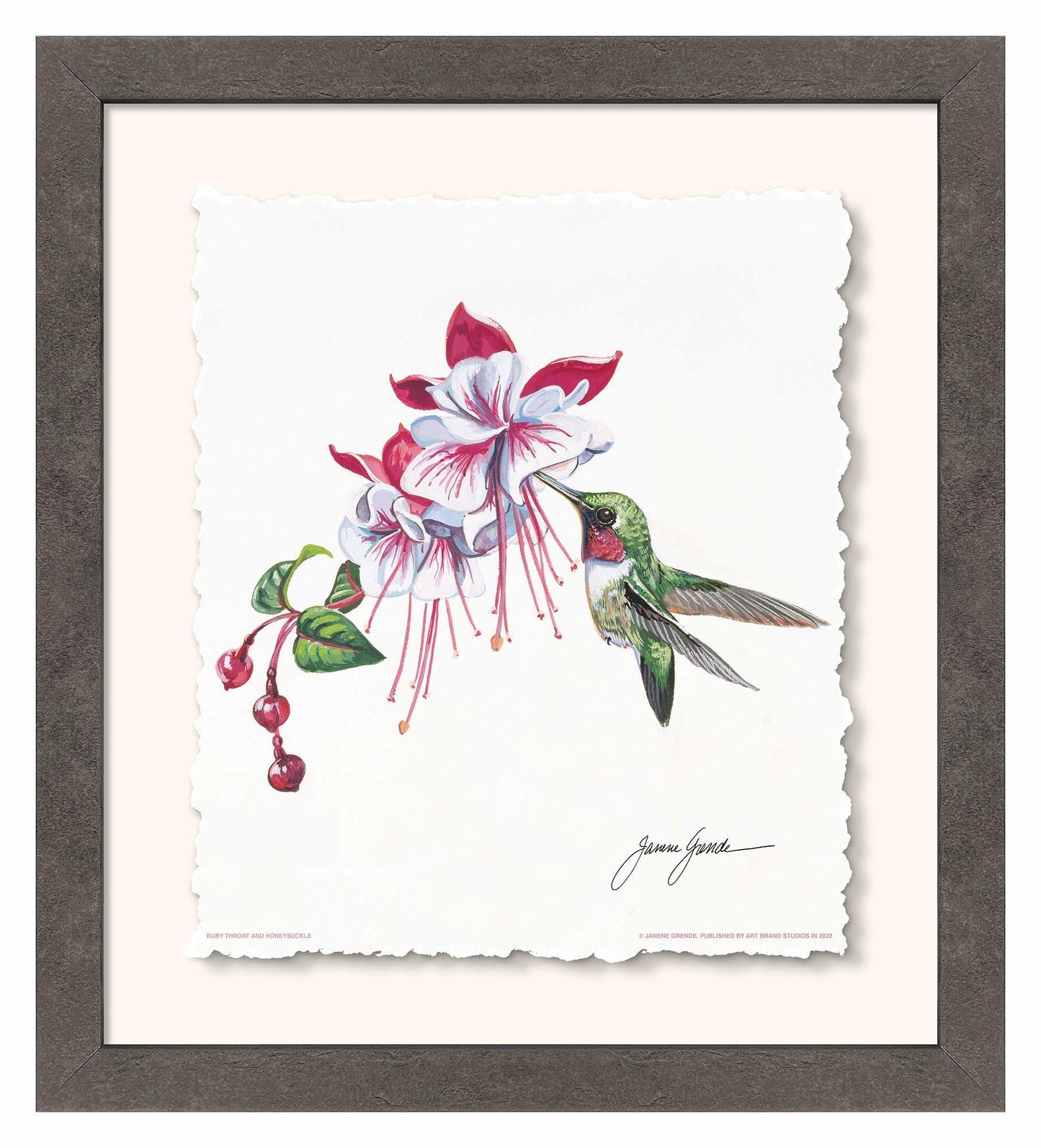 Ruby Throat & Fuschia