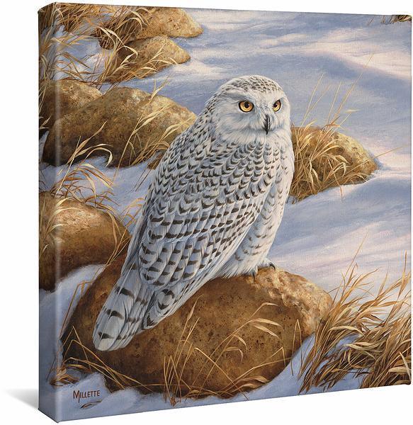 Stoney Outlook—Snowy Owl Gallery Wrapped Canvas - Wild Wings