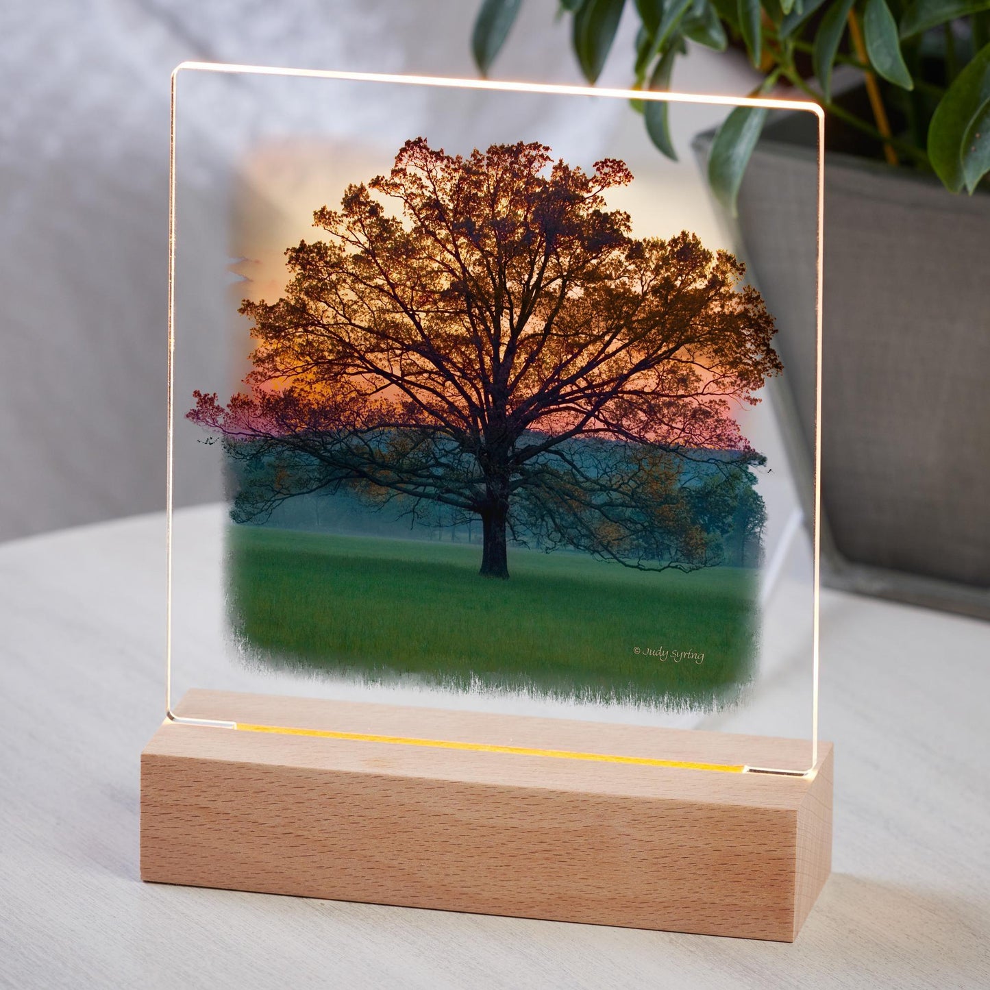 Twilight—Tree Acrylic Night Light - Wild Wings
