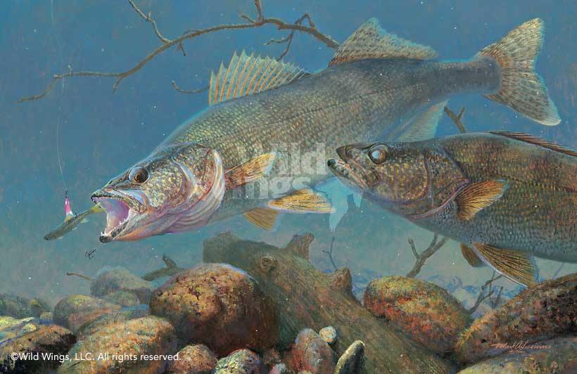 Under the Ice—Walleyes