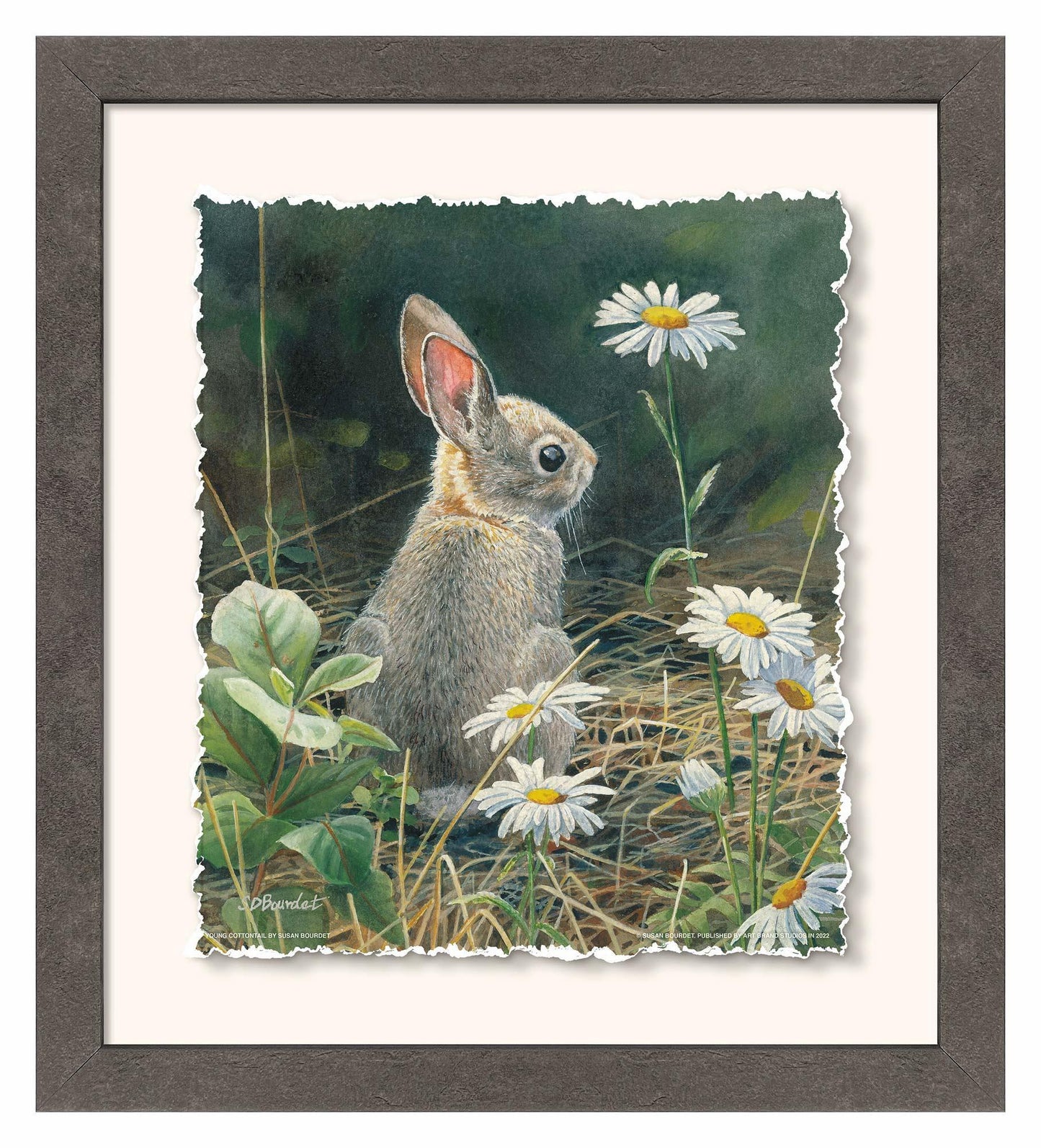 Young Cottontail