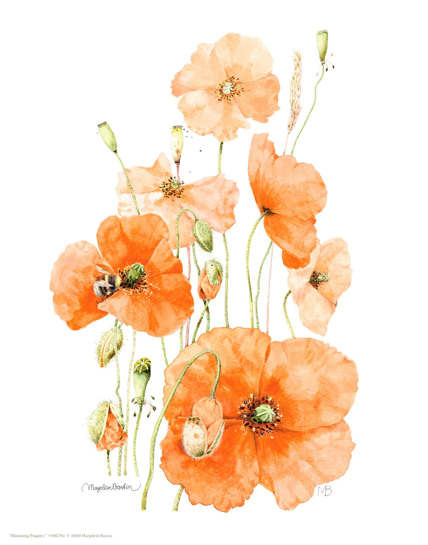 Blooming Poppies - Art Prints