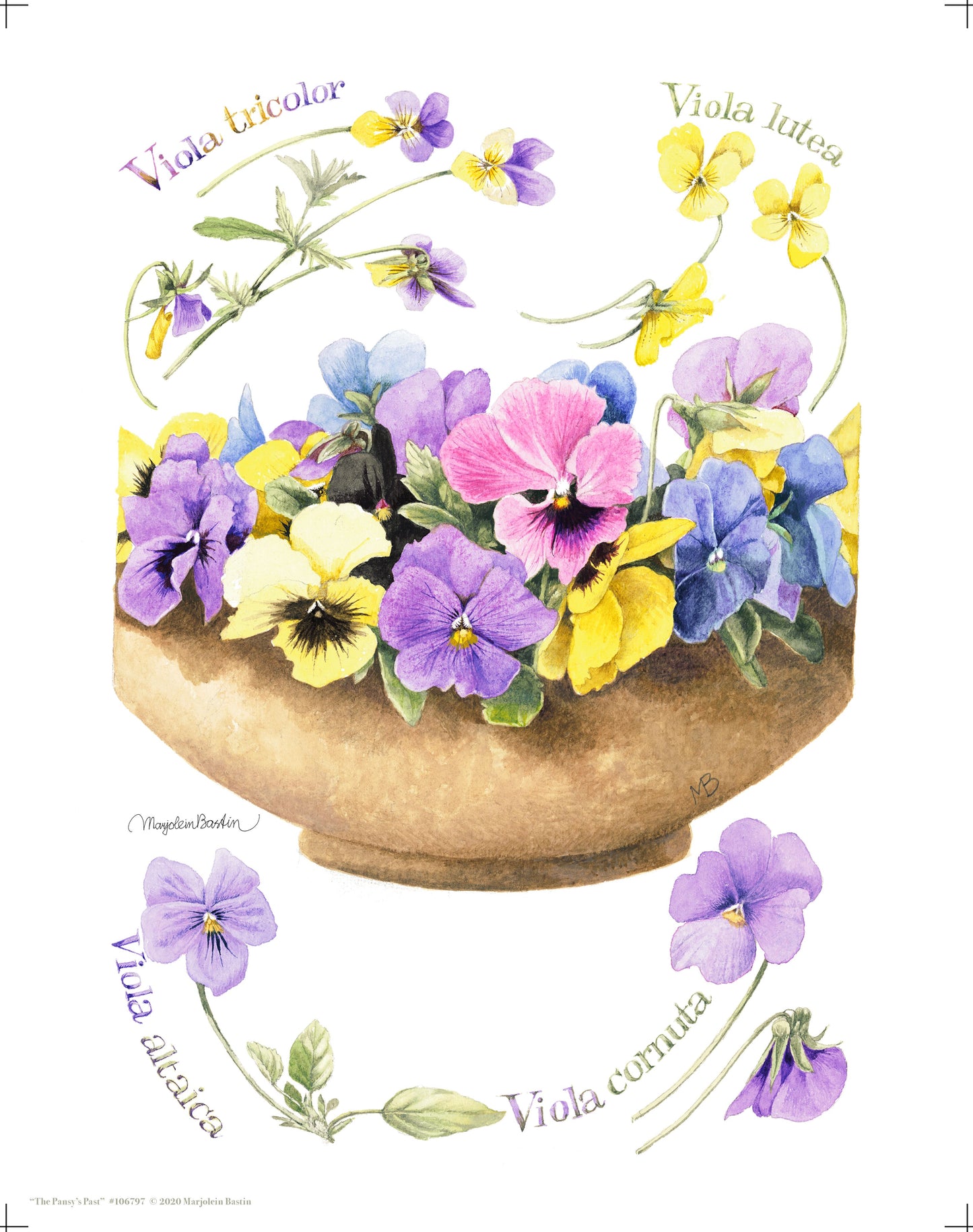 The Pansy's Past - Art Prints