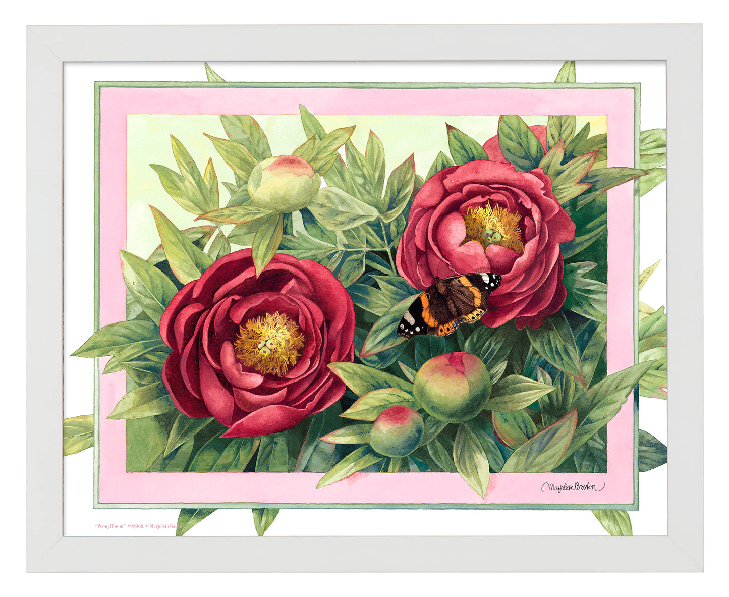 Peony Bloom - Art Prints