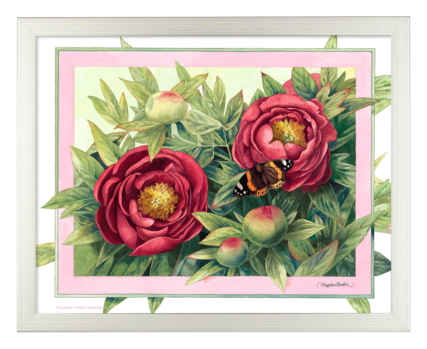 Peony Bloom - Art Prints
