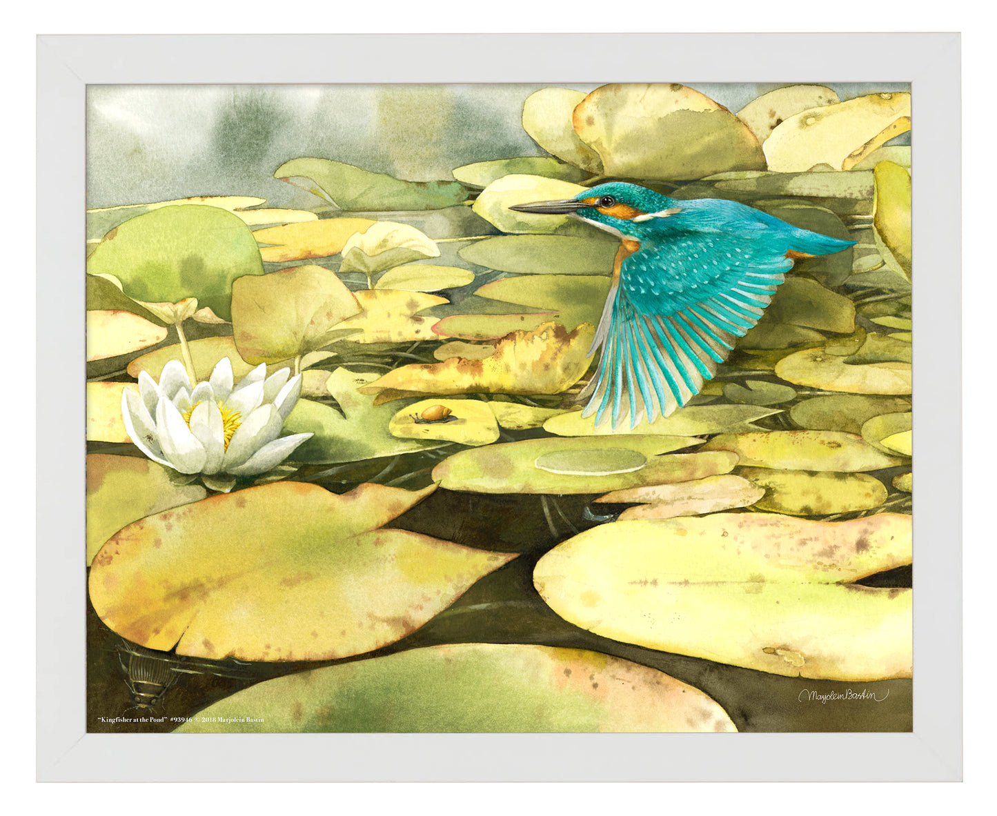 Kingfisher at the Pond - Art Prints