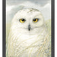 Snowy Owl Wisdom - Art Prints