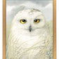 Snowy Owl Wisdom - Art Prints