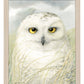 Snowy Owl Wisdom - Art Prints