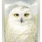 Snowy Owl Wisdom - Art Prints