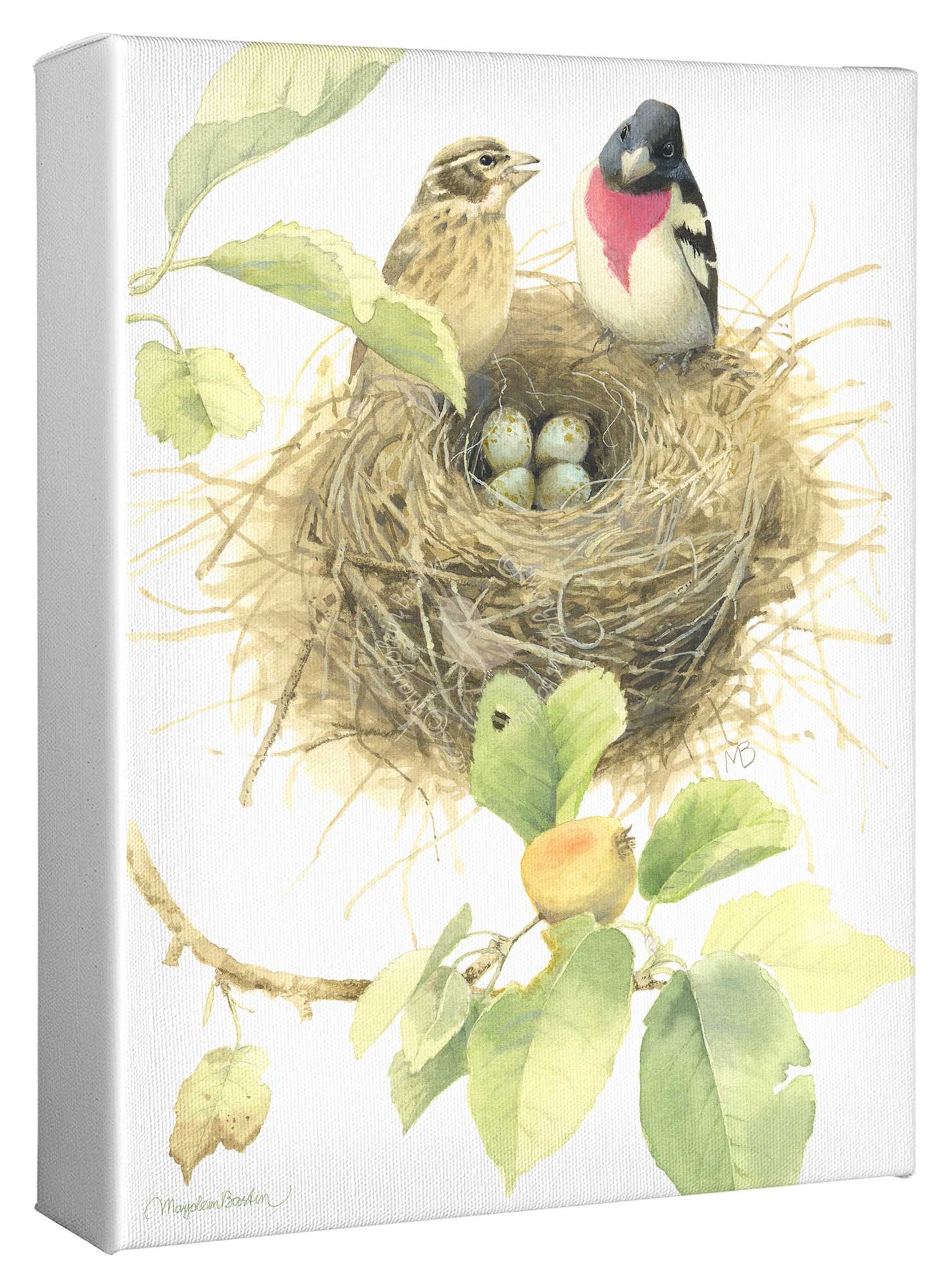 Starting a Family of Rose Breasted Grosbeaks - 12" x 9" Gallery Wrapped Canvas