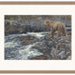 River Hunter—Grizzly Bear - Limited Edition Paper