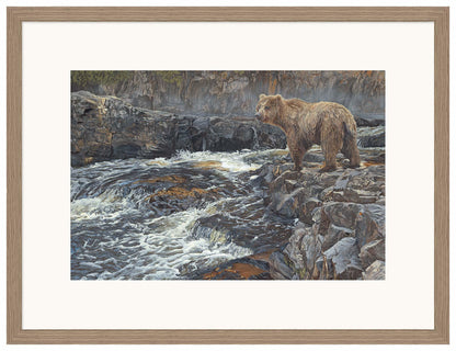 River Hunter—Grizzly Bear - Limited Edition Paper