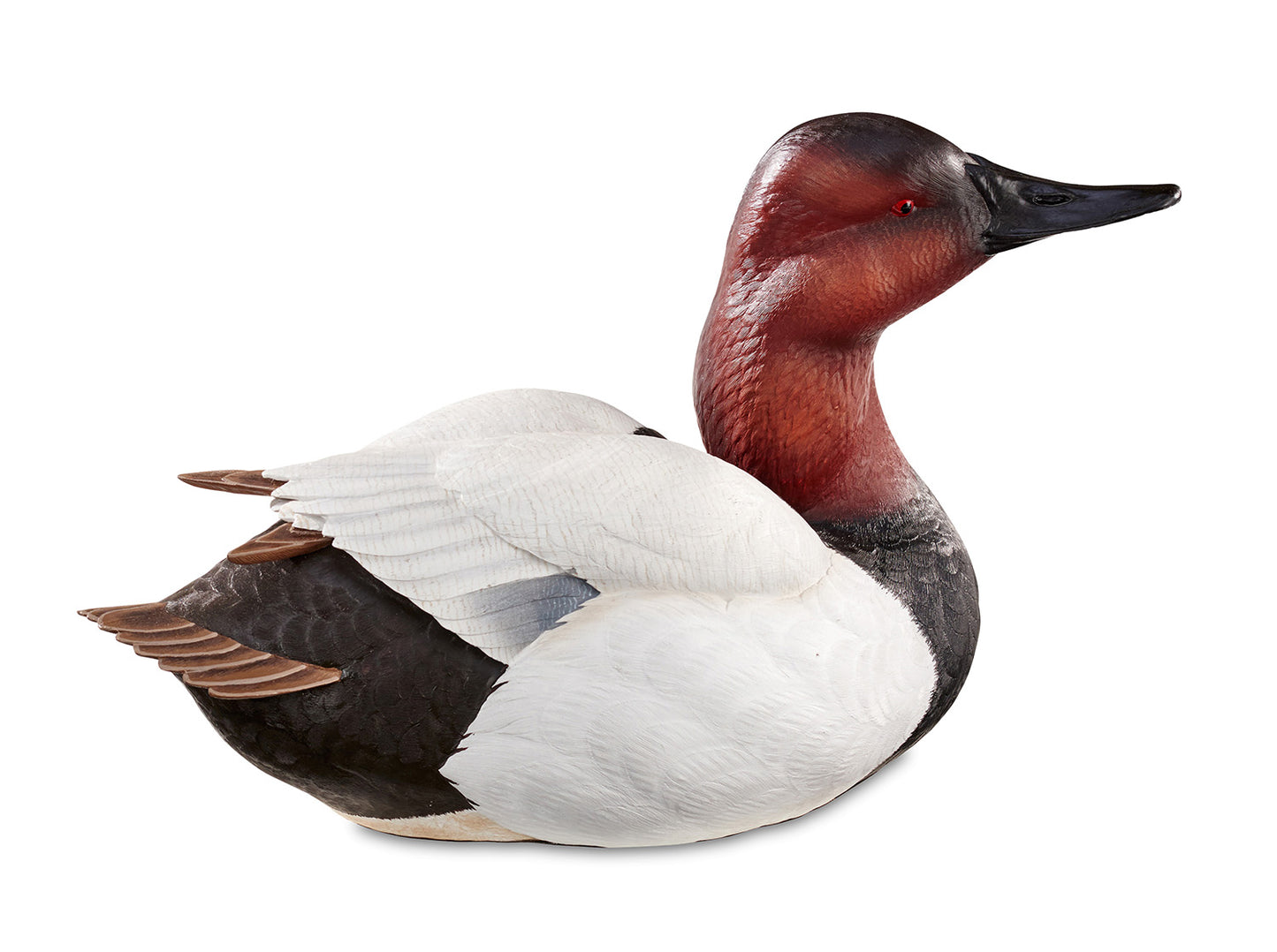 Canvasback Alert Decoy - Sculpture