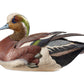 Weaver Bottoms - American Widgeon