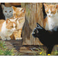 Hole in the Wall Gang - Kittens - 2' x 3' Floor Mat