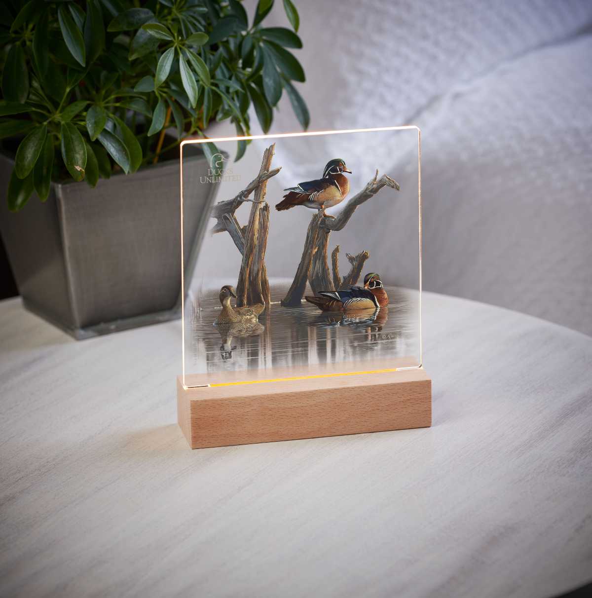 Tranquil Water - Wood Duck - Acrylic Night Light