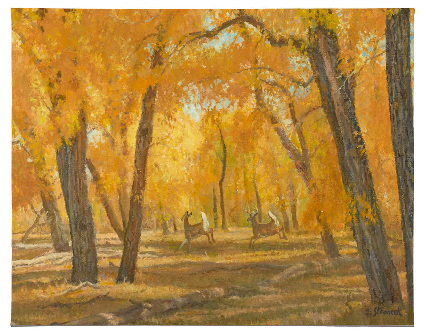Through the Cottonwoods - 13" x 18" Gallery Wrapped Canvas