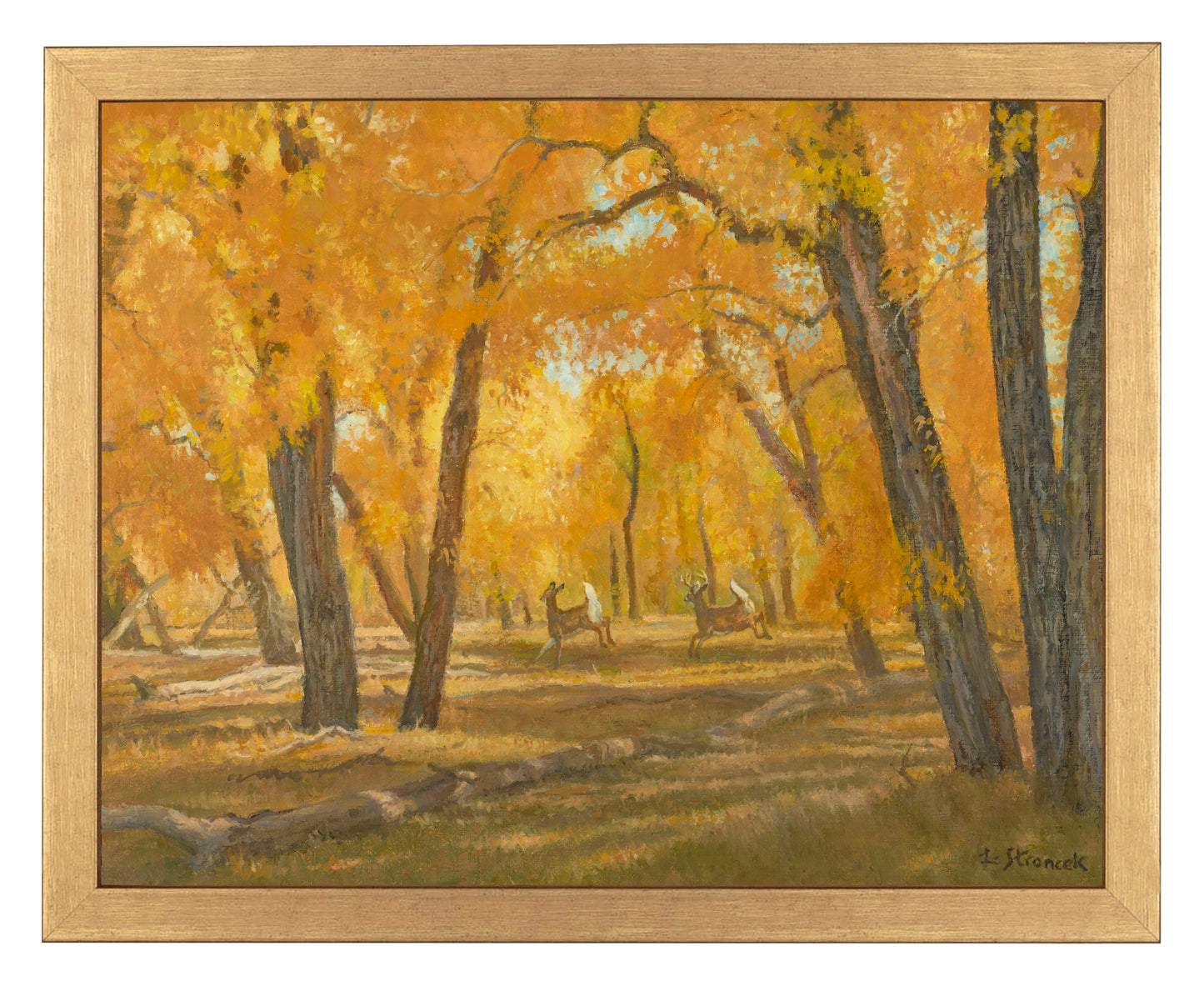 Through the Cottonwoods - Art Prints