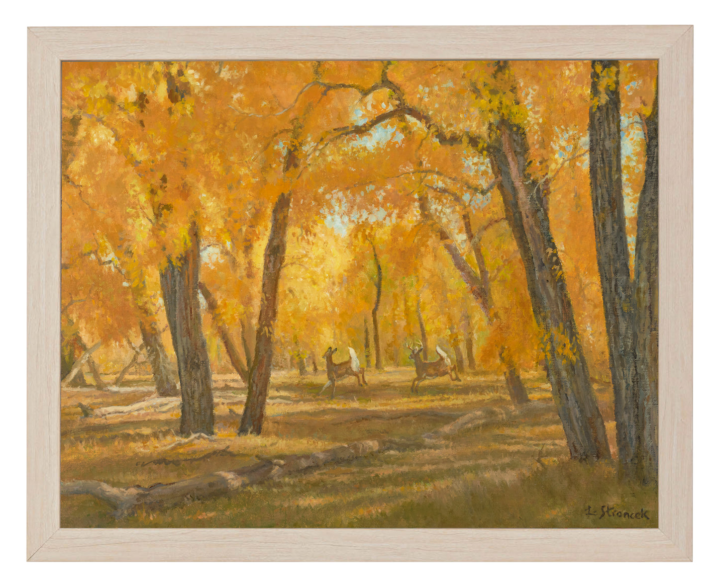 Through the Cottonwoods - Art Prints