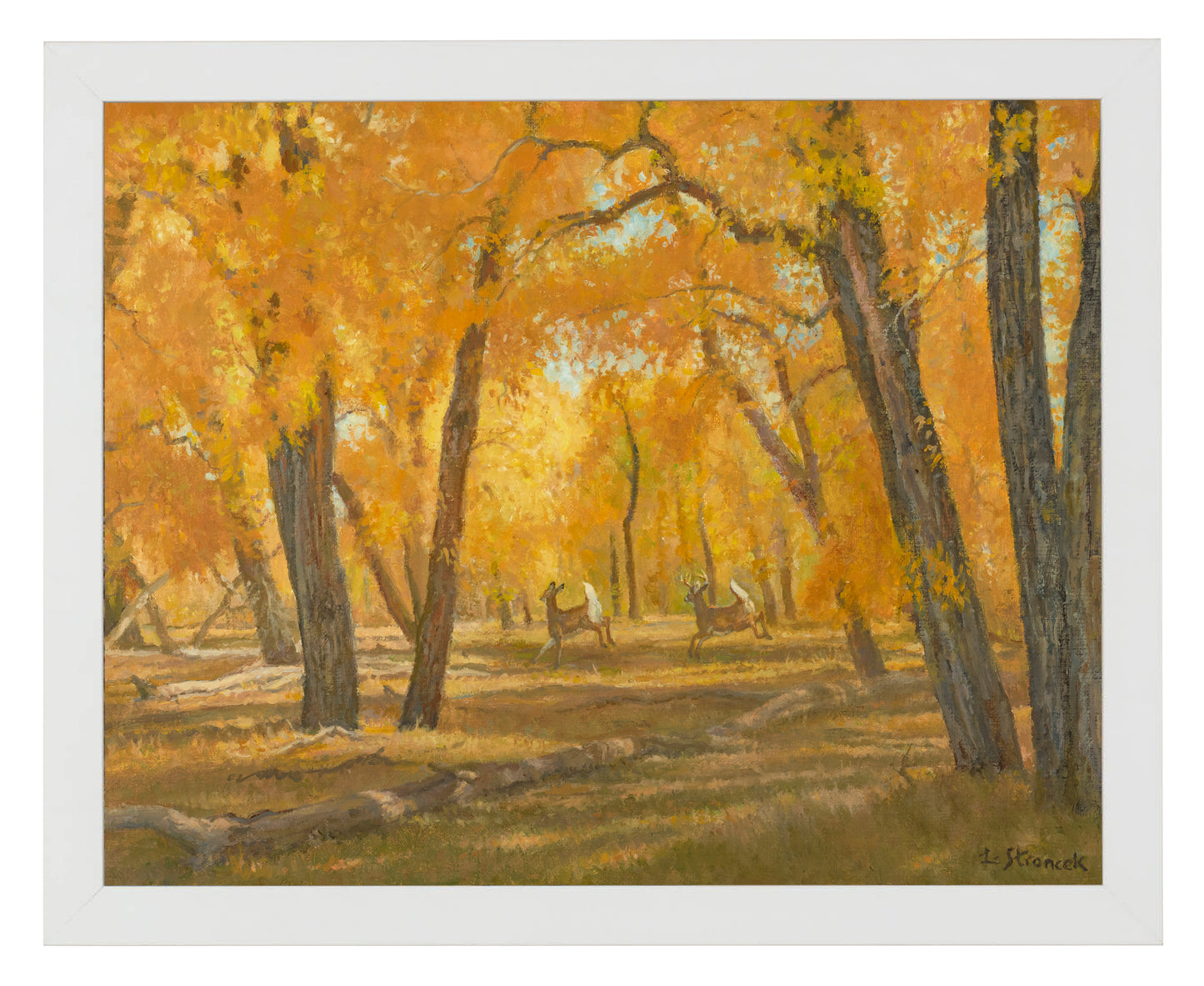 Through the Cottonwoods - Art Prints