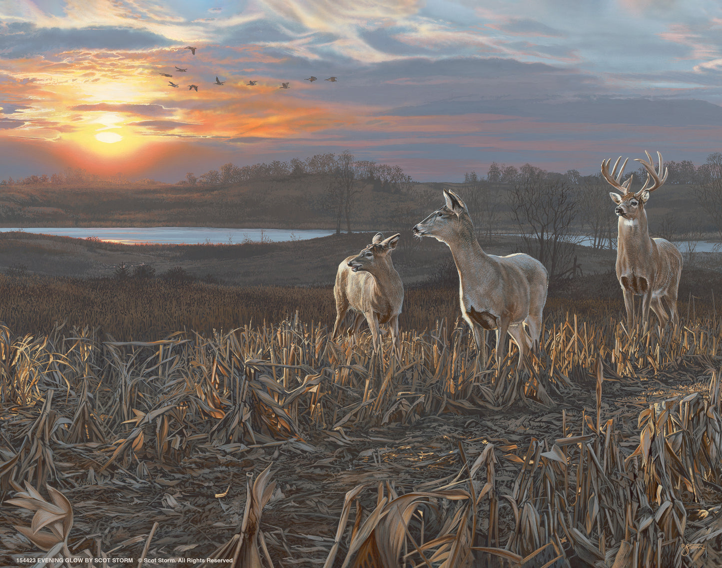 Evening Glow - Art Prints