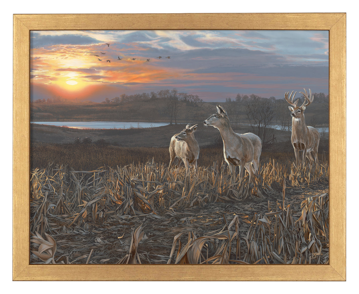 Evening Glow - Art Prints