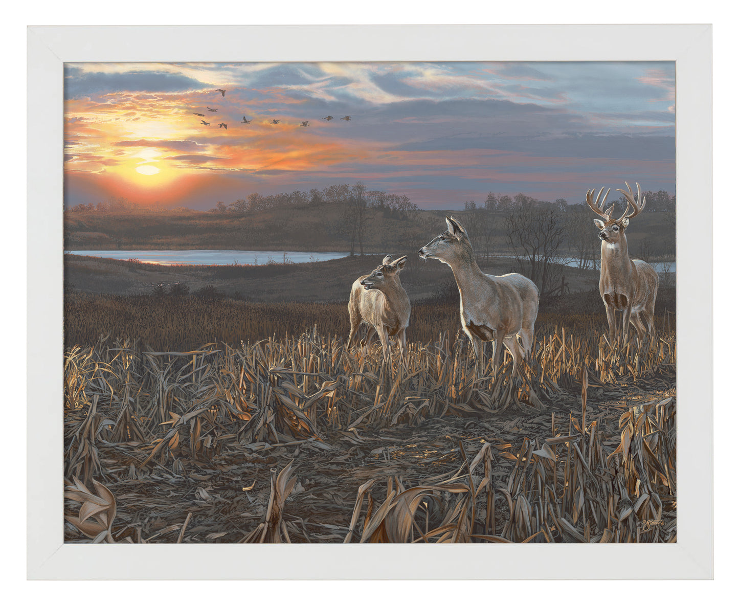 Evening Glow - Art Prints