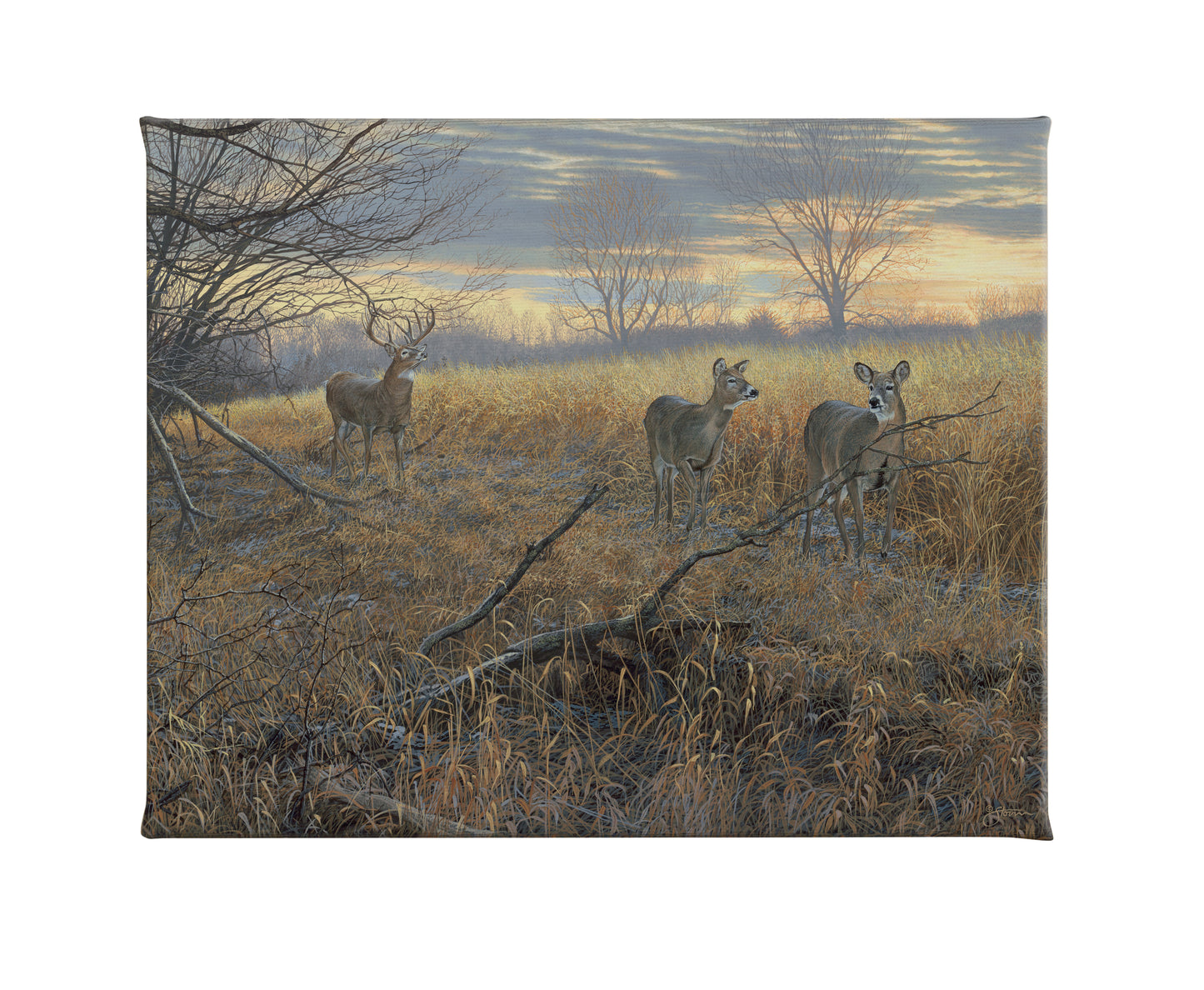 Scrapeline Monarch - 19" x 24" Gallery Wrapped Canvas