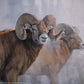 Bighorns in the Mist - Art Prints