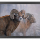 Bighorns in the Mist - Art Prints