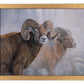 Bighorns in the Mist - Art Prints