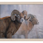 Bighorns in the Mist - Art Prints