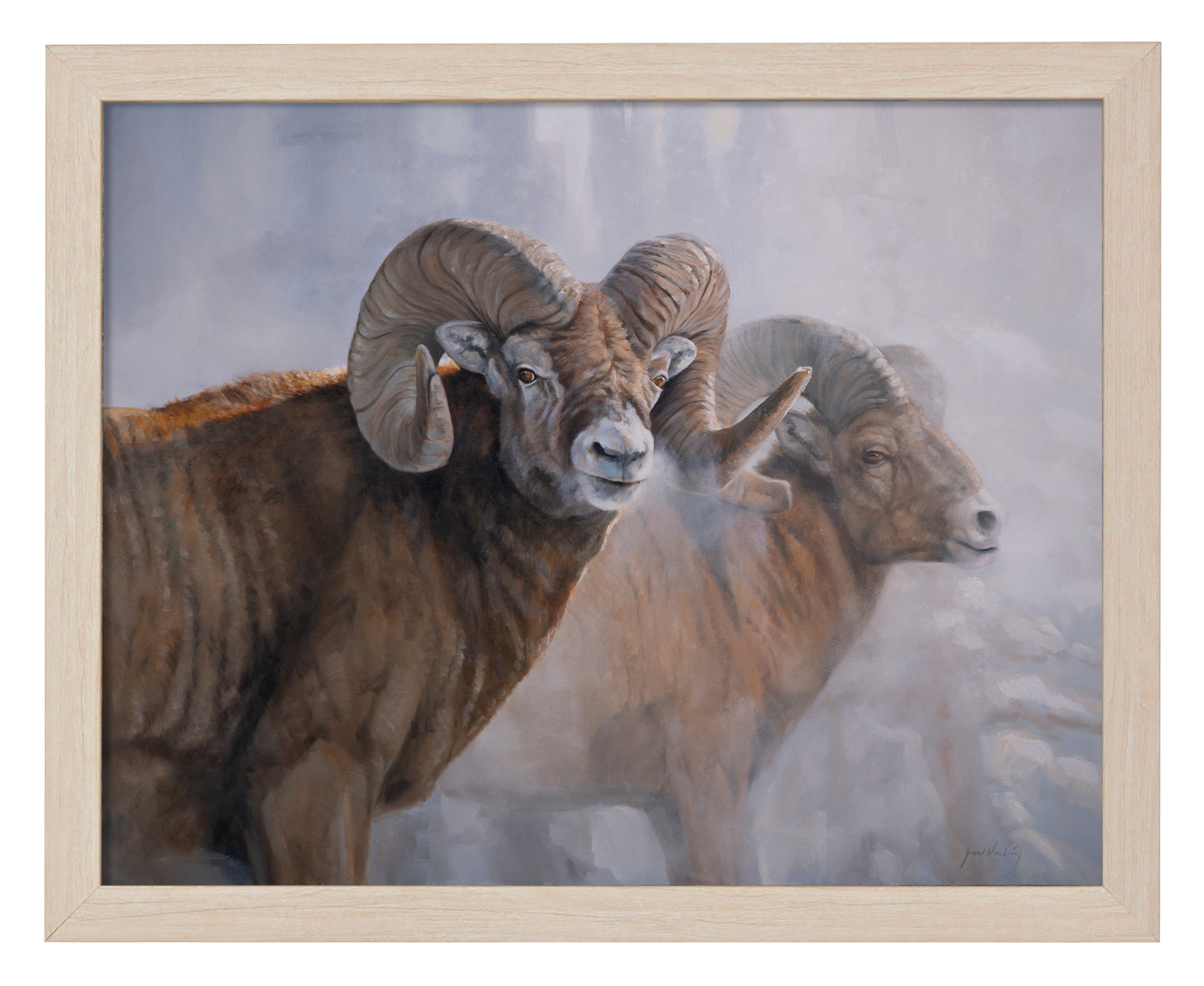 Bighorns in the Mist - Art Prints