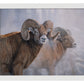 Bighorns in the Mist - Art Prints