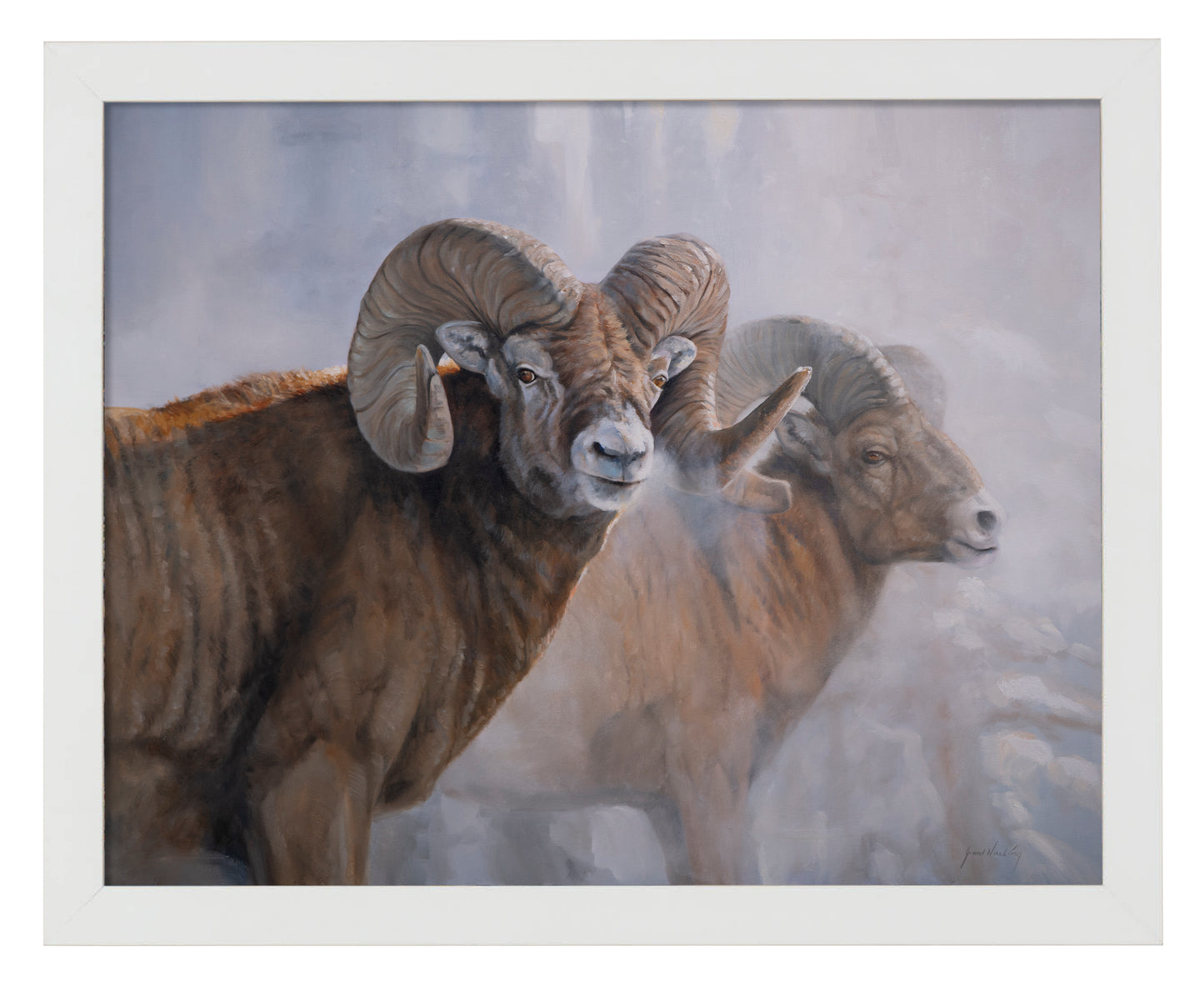 Bighorns in the Mist - Art Prints