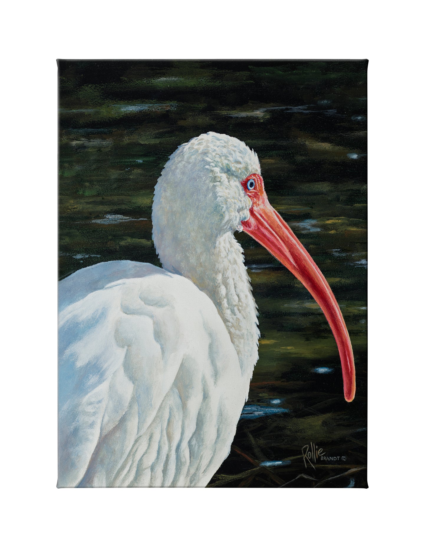 Ibis Be Going - 18" x 13" Gallery Wrapped Canvas