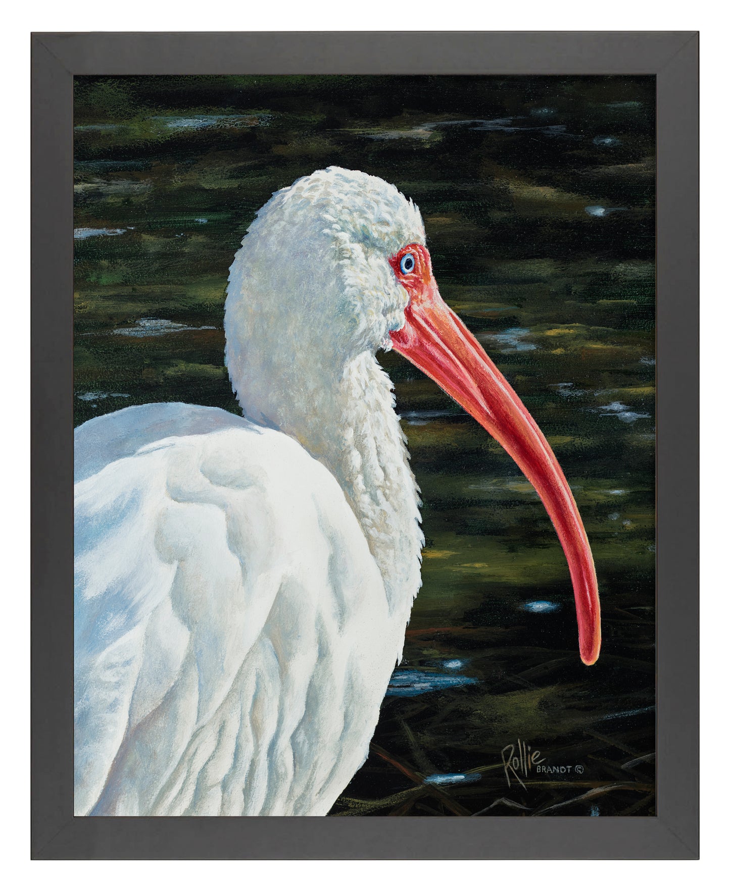 Ibis Be Going - Art Prints