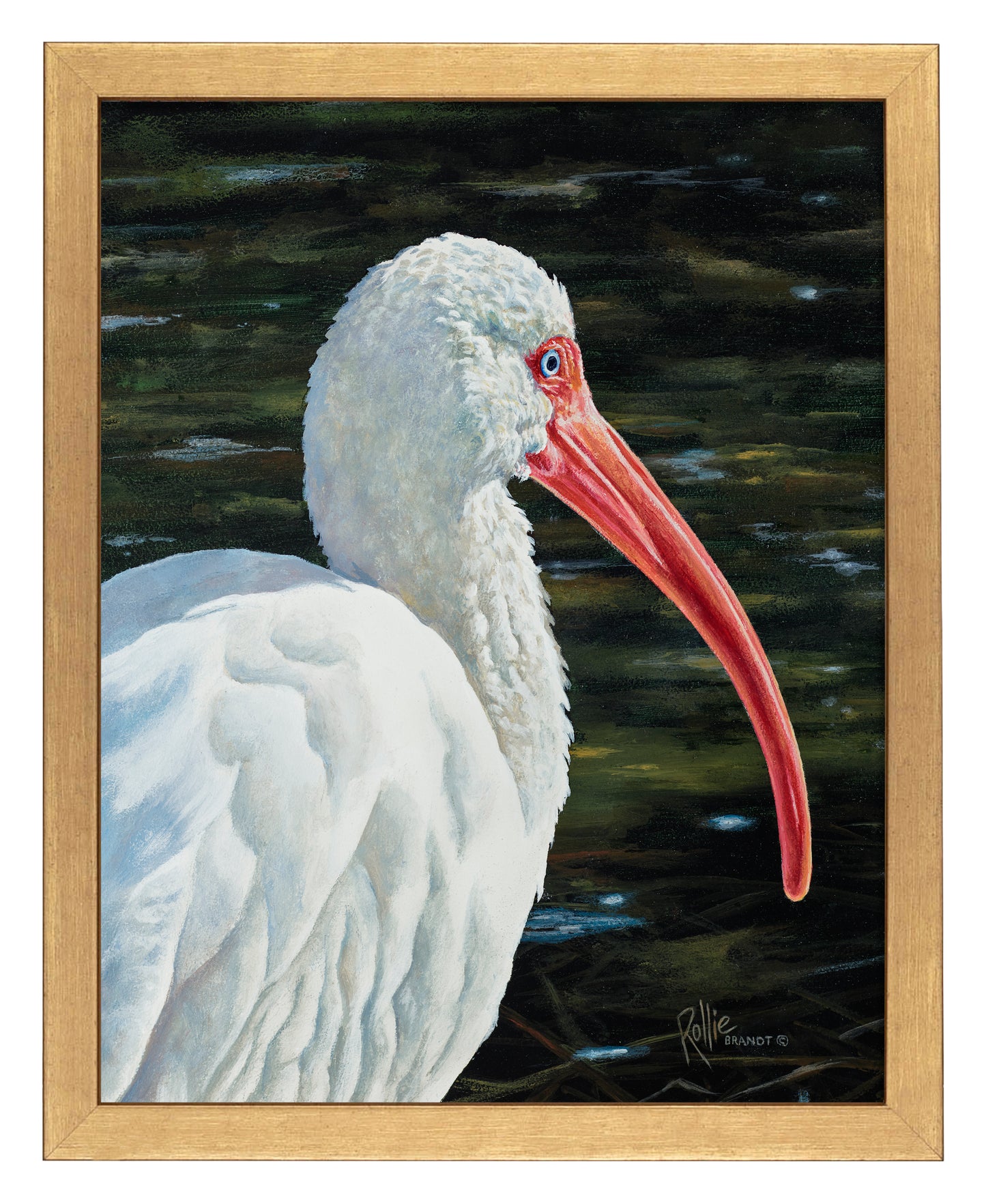 Ibis Be Going - Art Prints