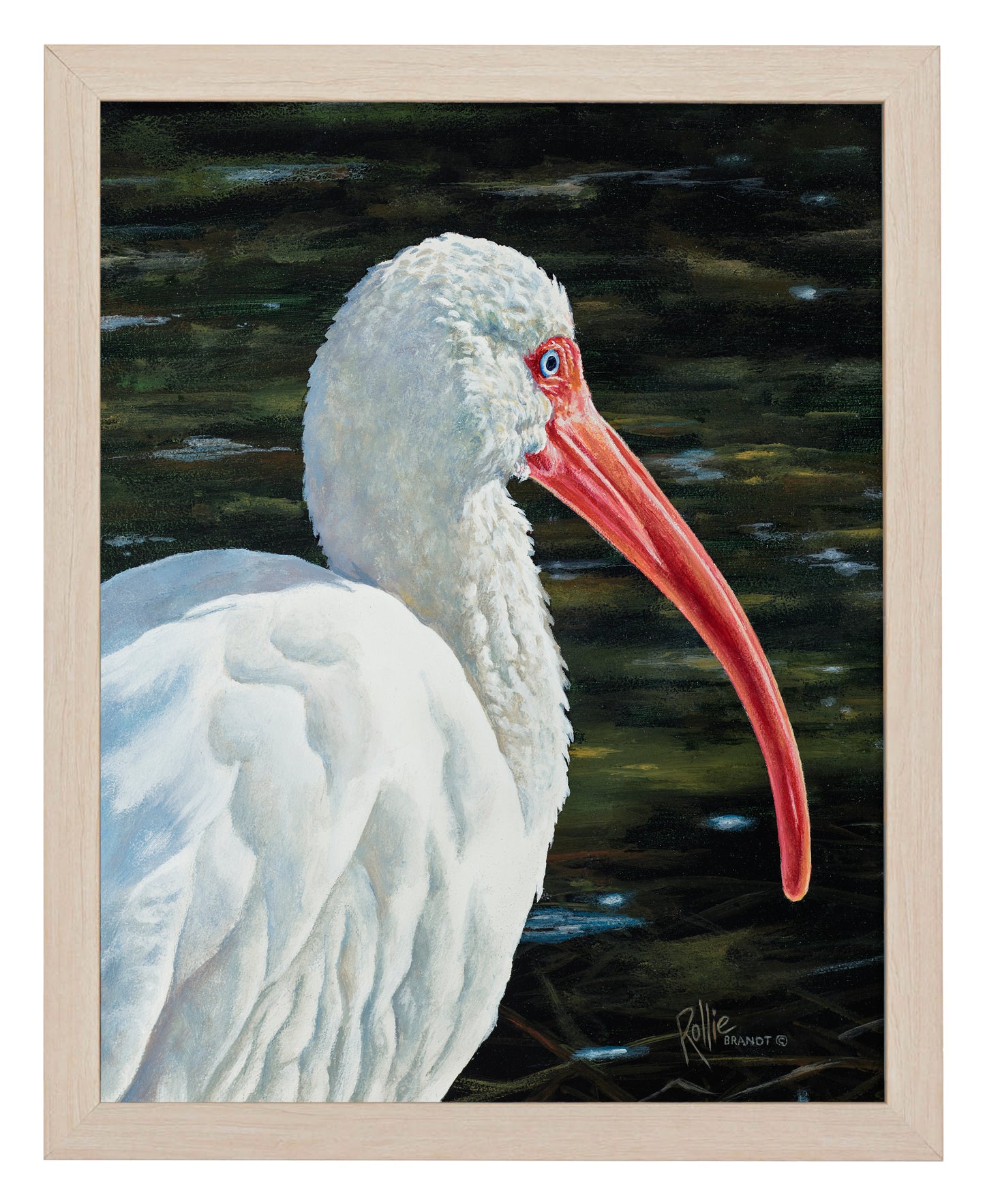 Ibis Be Going - Art Prints