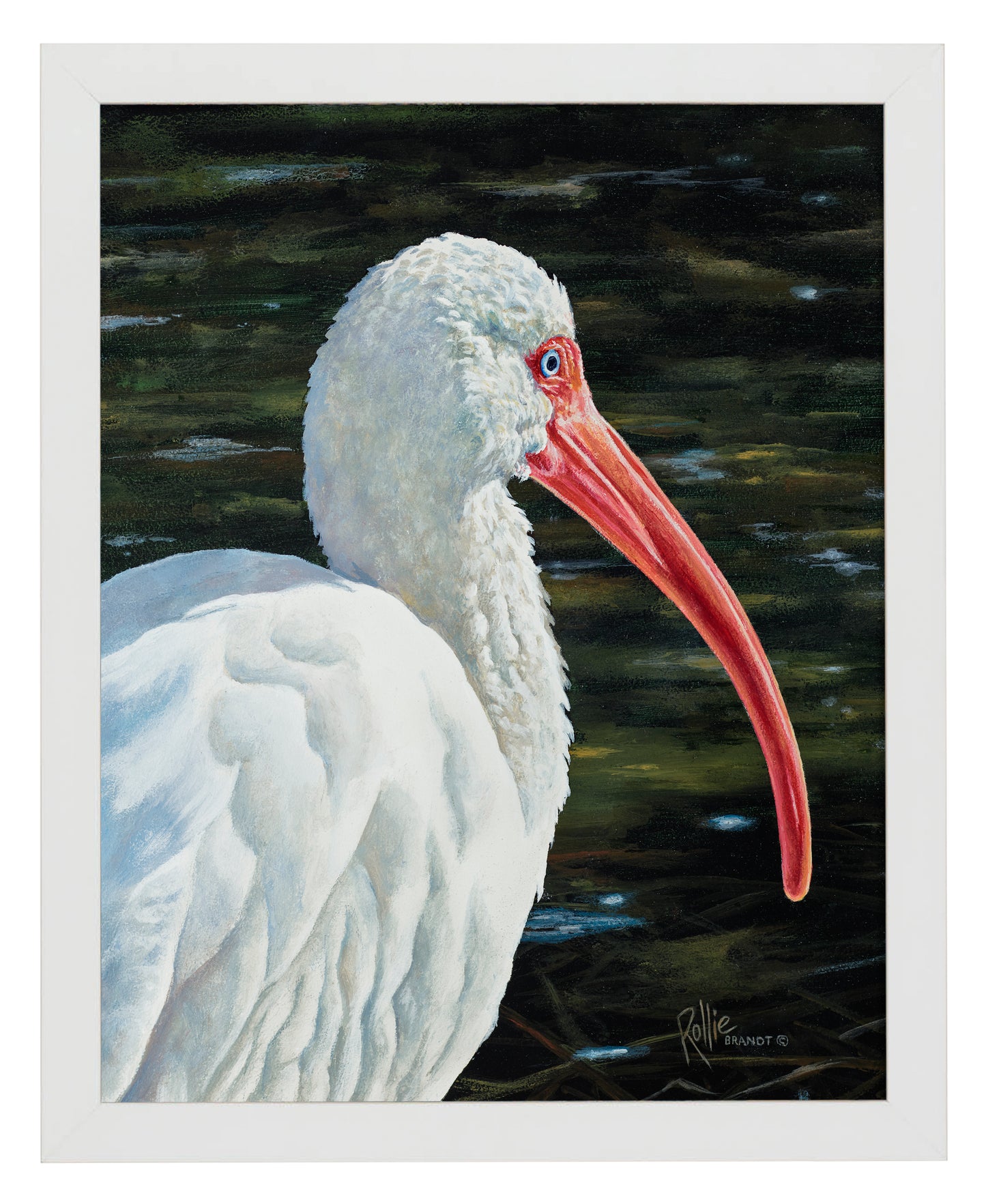 Ibis Be Going - Art Prints