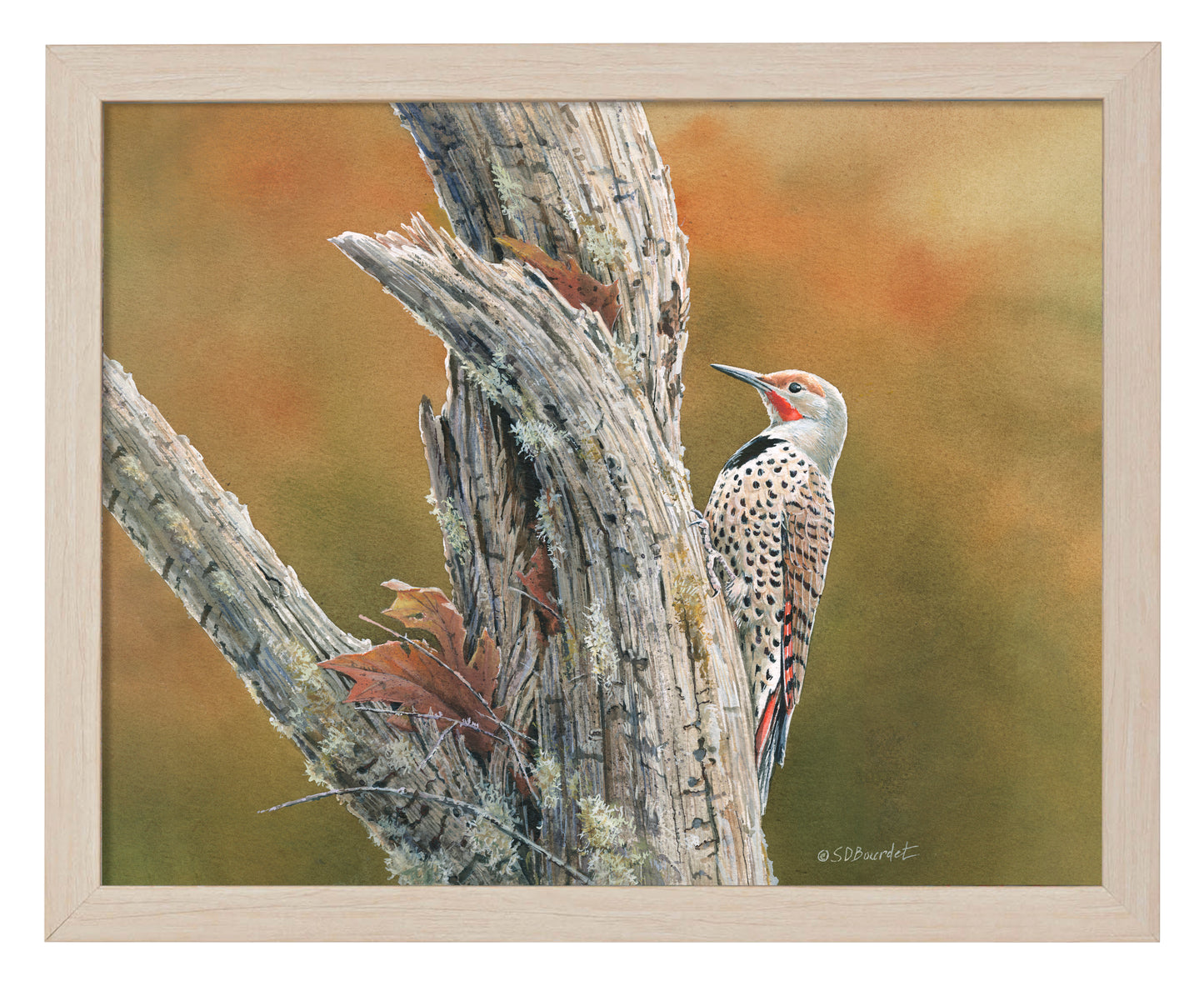 Flicker's Feast - Art Prints