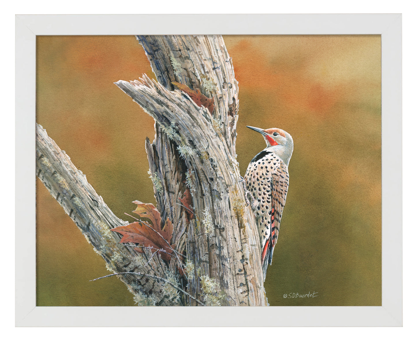 Flicker's Feast - Art Prints